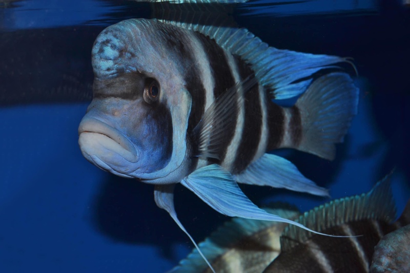 Cyphotilapia gibberosa 'Cape Mpimbwe'